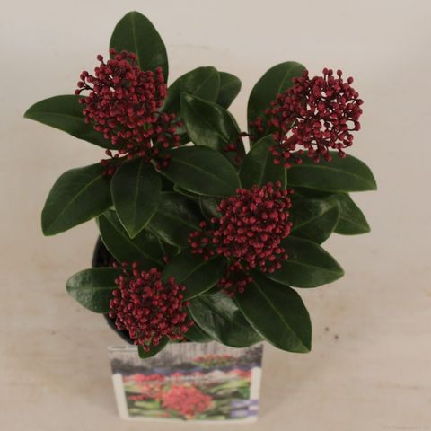 Skimmia japonica 'Celebrations'