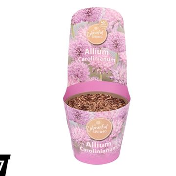 Allium carolinianum