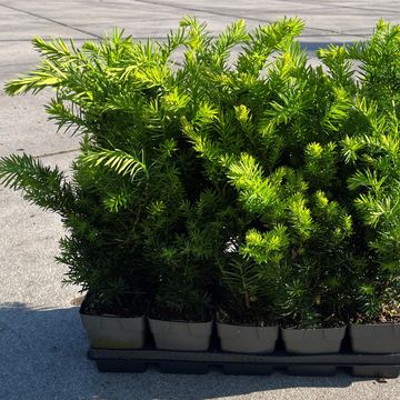 Taxus x media 'Densiformis'