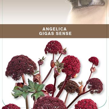 Angelica gigas