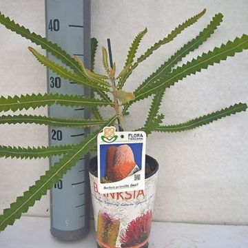 Banksia prionotes