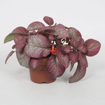Episcia 'Malayan Gem'