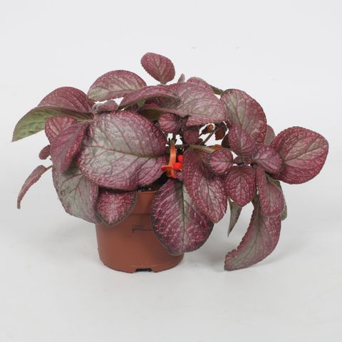 Episcia 'Malayan Gem'
