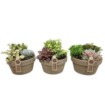 Arranjo Succulents