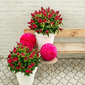 Buddleja davidii BUTTERFLY CANDY LITTLE BUBBLEGUM