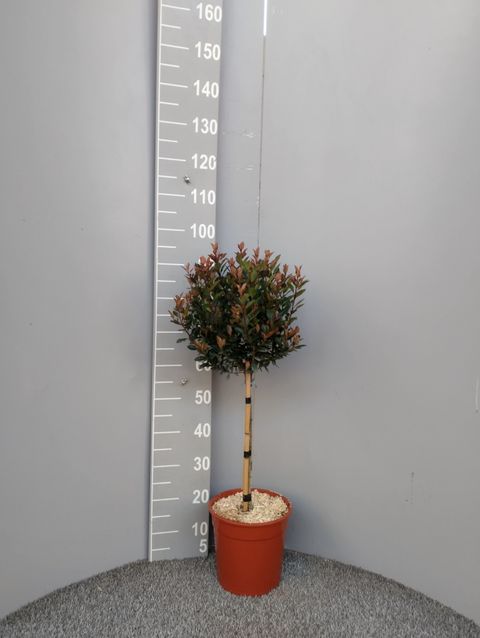 Photinia x fraseri CHICO