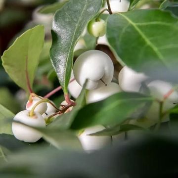 Gaultheria procumbens CIAO BELLA WHITE
