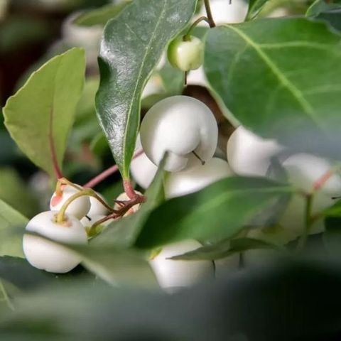Гаултерия procumbens CIAO BELLA WHITE