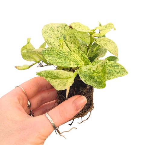 Rhaphidophora korthalsii