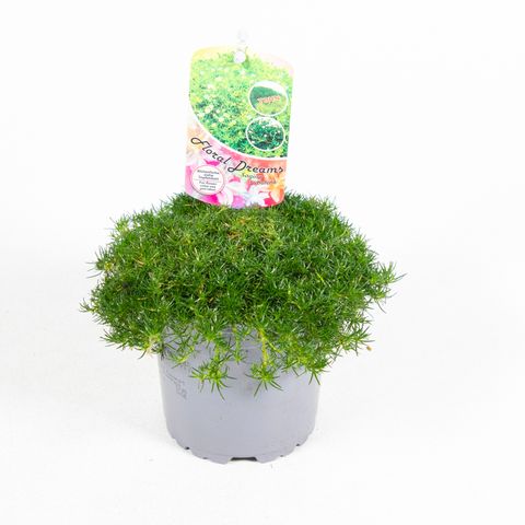 Sagina subulata