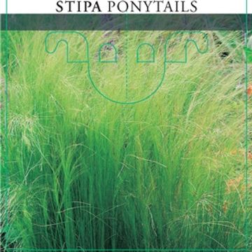 Stipa tenuissima 'Ponytails'