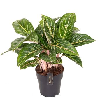 Aglaonema 'Coco Green'