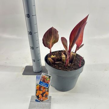 Canna 'Tropicana'