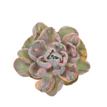 Echeveria 'Cleopatra'