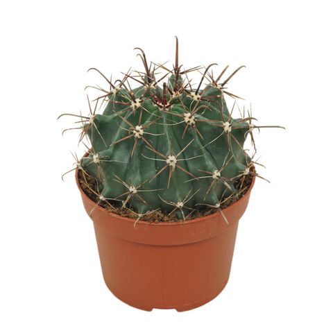 Ferocactus townsendianus
