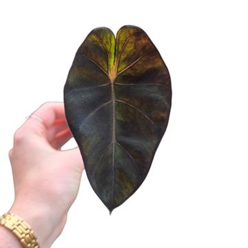 Colocasia 'Solar System'