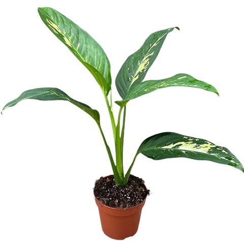 Dieffenbachia 'Yellow Star'