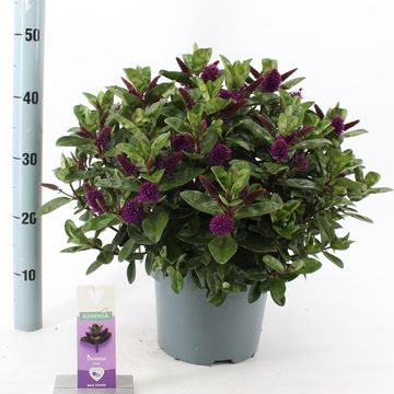 Hebe HEBEDONNA ALEXA