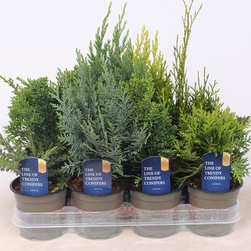 Conifers MIX