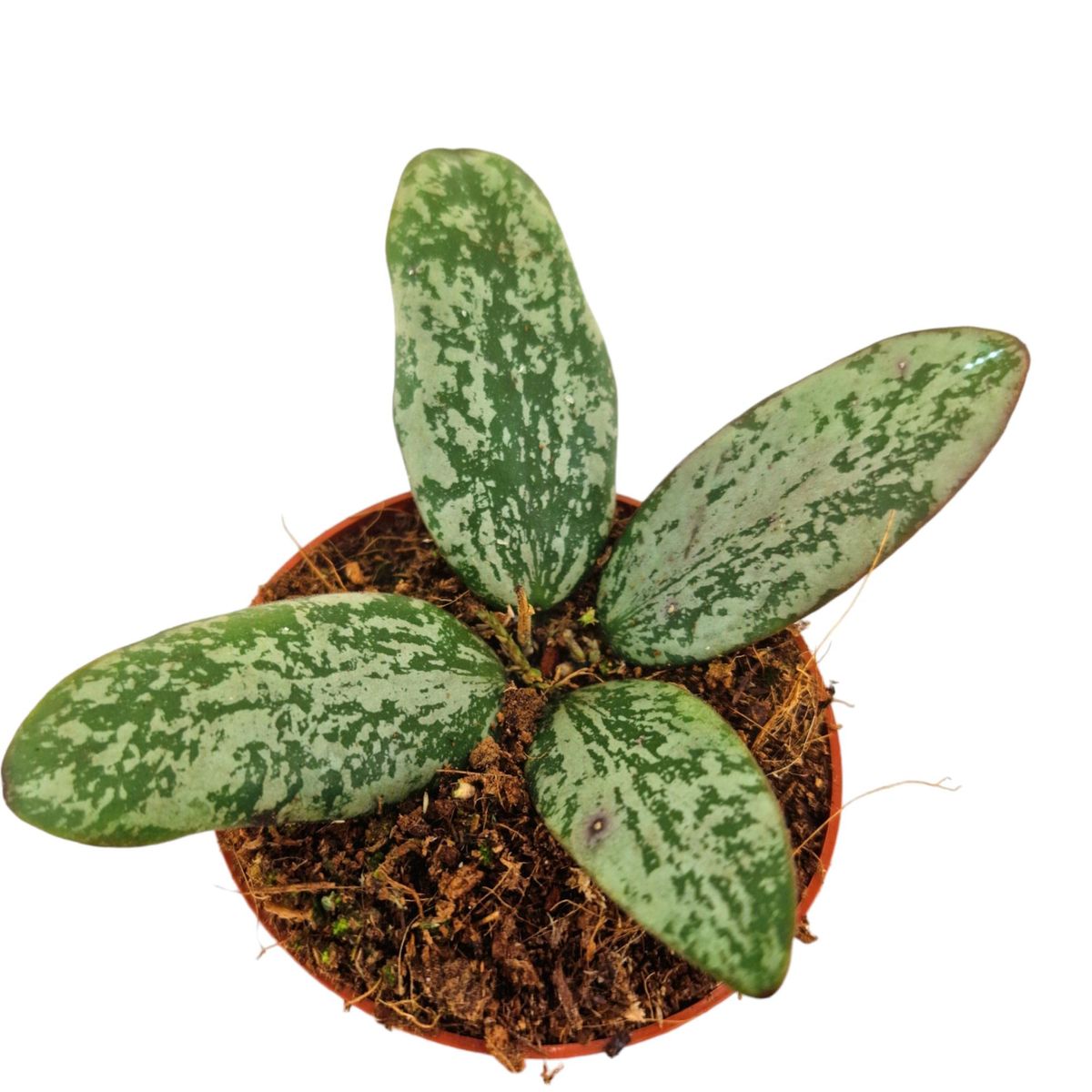 Hoya sigillatis 'Silver' — Plant Wholesale FlorAccess