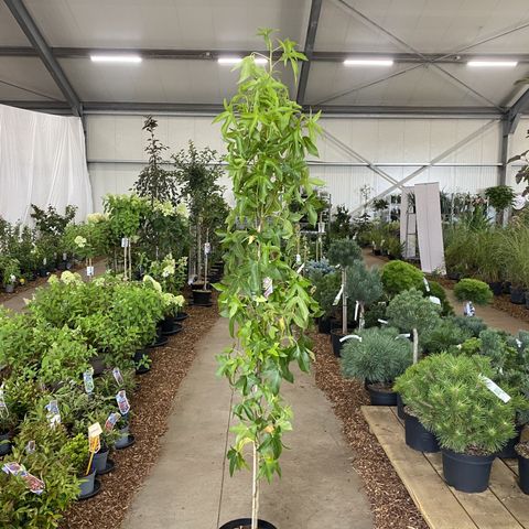 Liquidambar styraciflua 'Slender Silhouette'