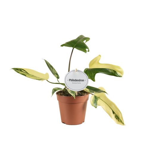 Philodendron FLORIDA BEAUTY VARIEGATA