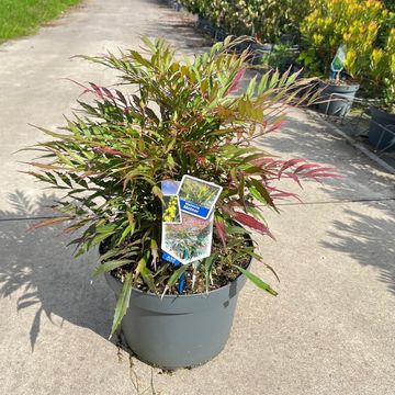 Mahonia eurybracteata METEOR