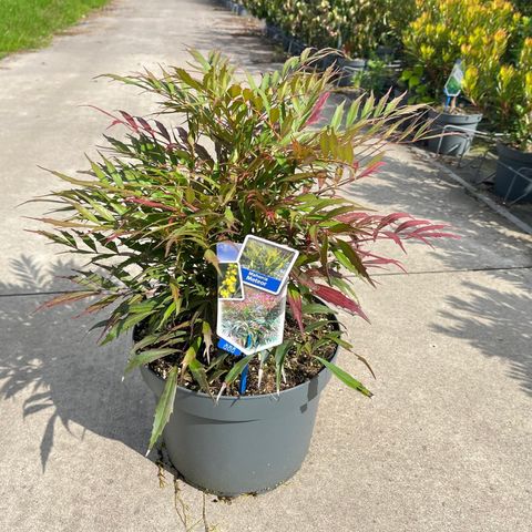 Mahonia eurybracteata METEOR