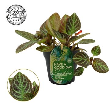 Episcia cupreata 'Tierra Rayas'