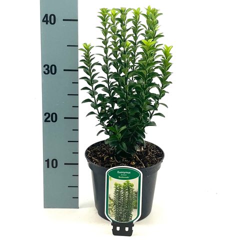 Euonymus 'Benkomoki'