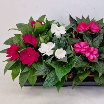 Impatiens NEW GUINEA MIX