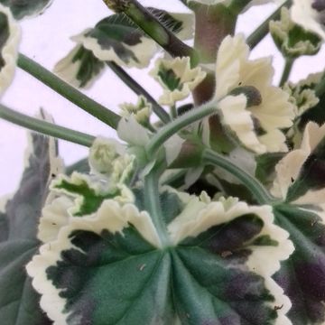 Pelargonium 'Frank Headly'