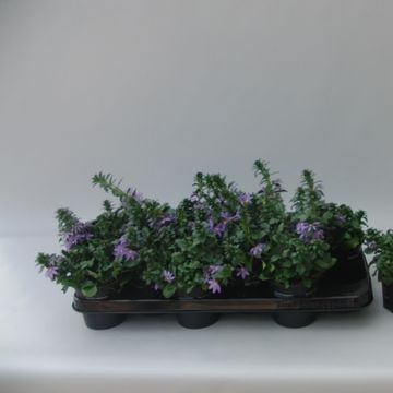 Scaevola saligna 'Blue Fan'