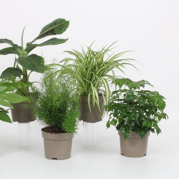 Plantas de interior MIX