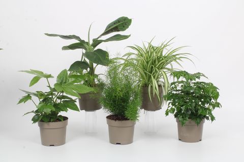 Houseplants MIX