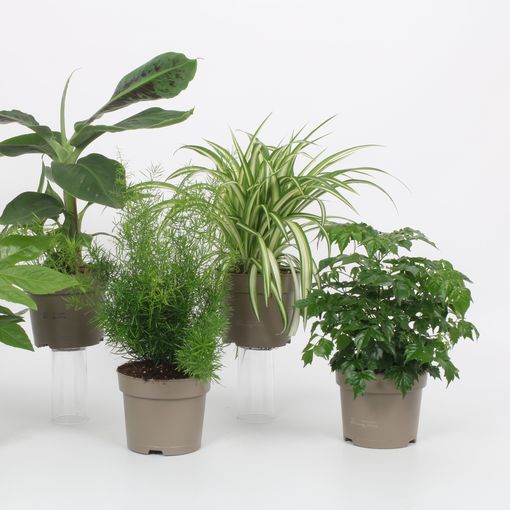 Houseplants MIX