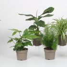 Houseplants MIX