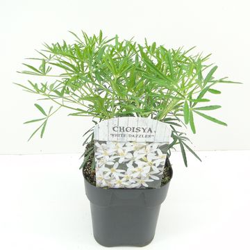 Choisya WHITE DAZZLER