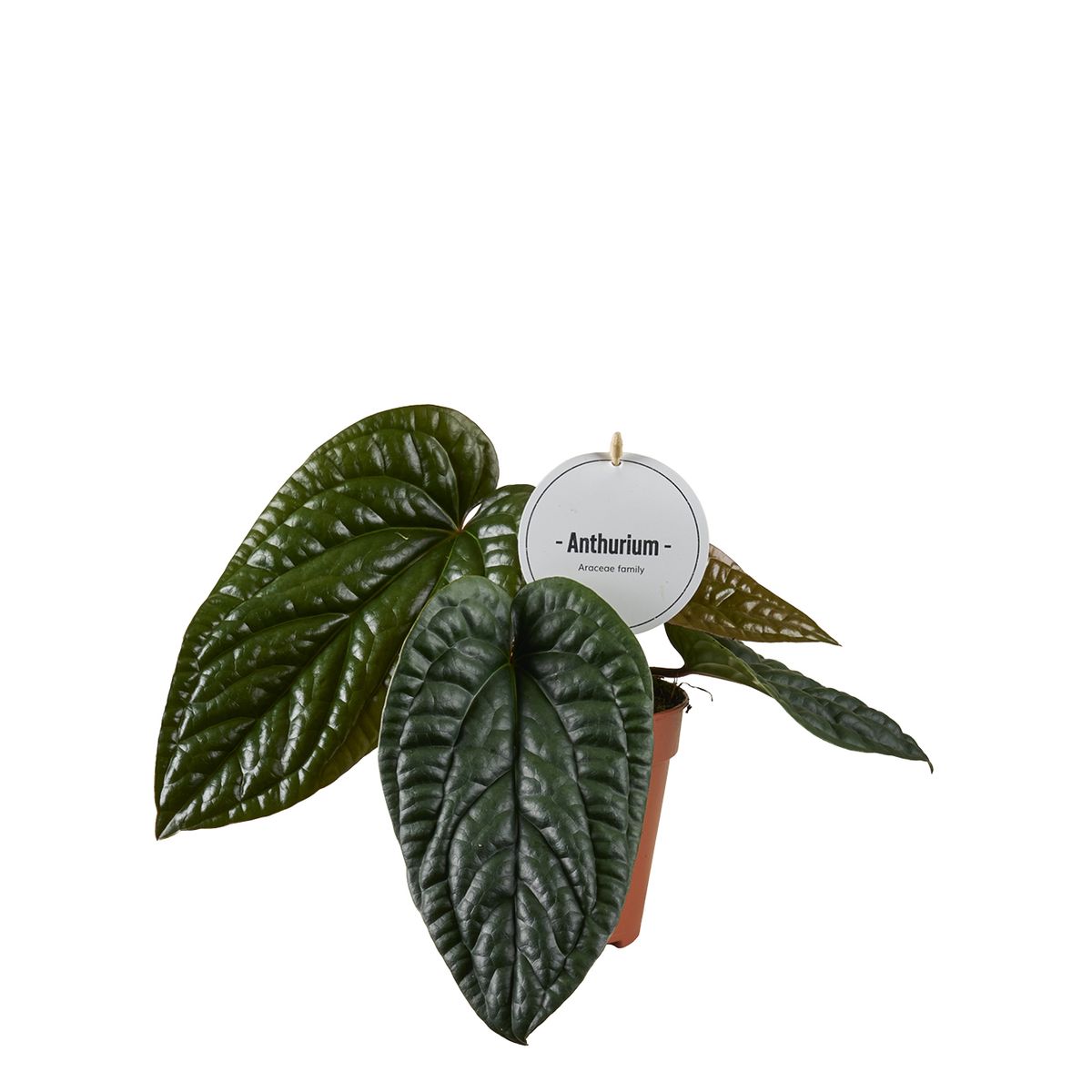 Anthurium luxurians x radicans  Plant Wholesale FlorAccess