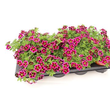 Calibrachoa CABARET GOOD NIGHT KISS