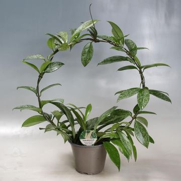 Hoya carnosa 'Silverspots'