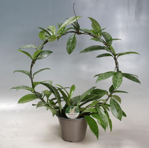 Hoya carnosa 'Silverspots'