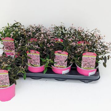 Euphorbia hypericifolia 'Shades in Pink'