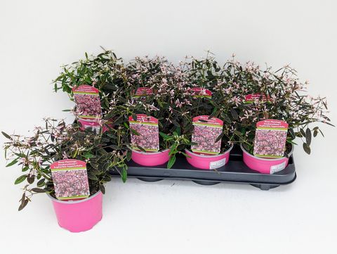 Euphorbia hypericifolia 'Shades in Pink'