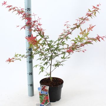 Acer palmatum 'Beni-maiko'