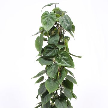 Philodendron scandens