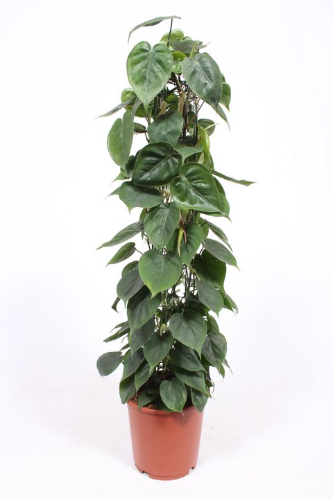 Filodendron scandens