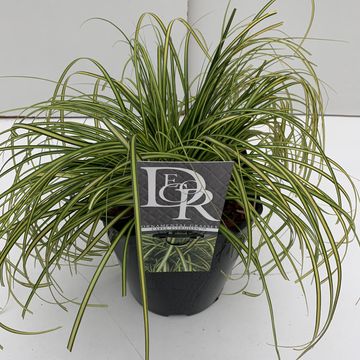 Carex oshimensis EVERCOLOR EVERSHEEN