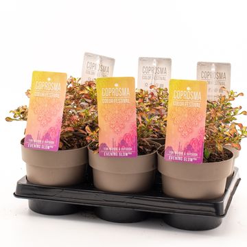 Coprosma 'Evening Glow'