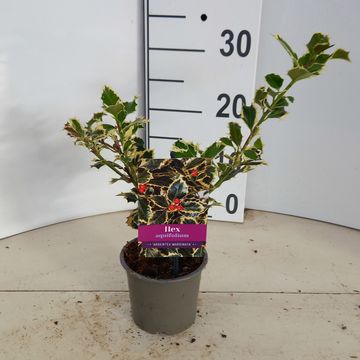 Ilex aquifolium 'Argentea Marginata'